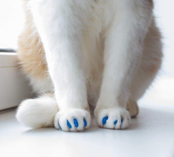 happy toebeans cat nail caps